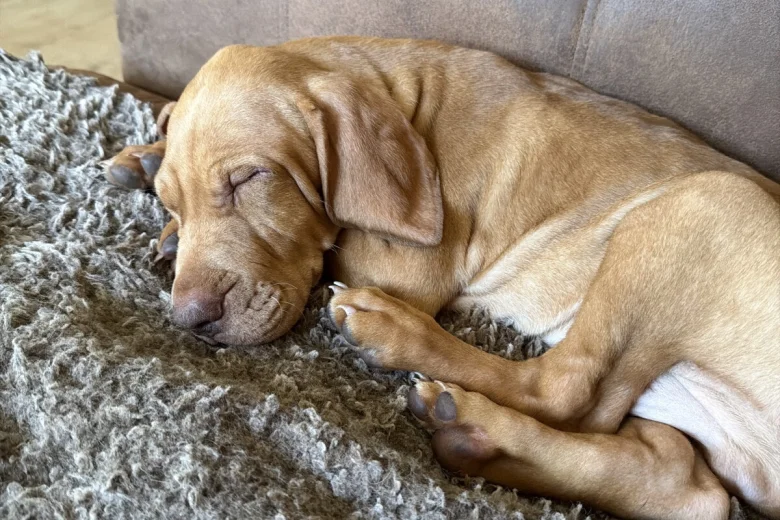 Hungarian Vizsla
