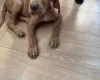 Hungarian Vizsla