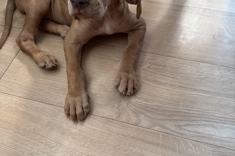 Hungarian Vizsla