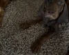 Hungarian Vizsla