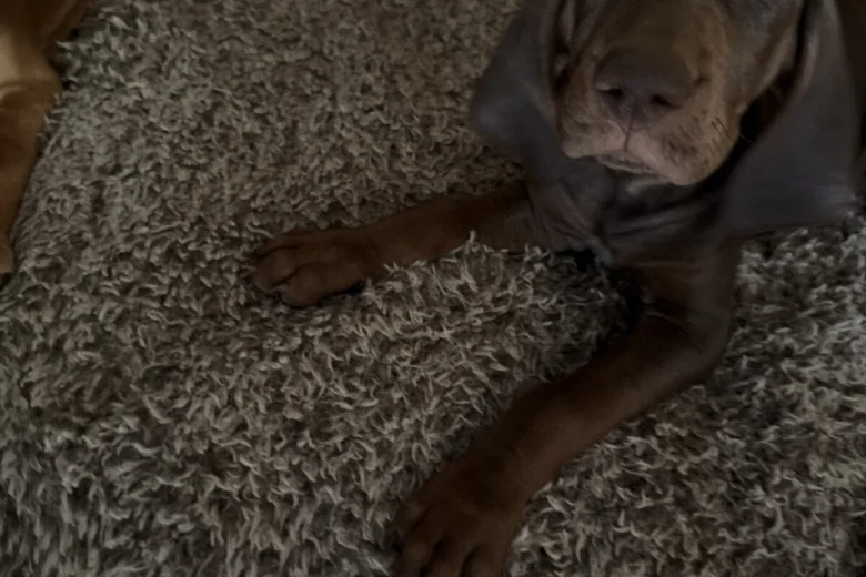 Hungarian Vizsla
