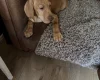 Hungarian Vizsla