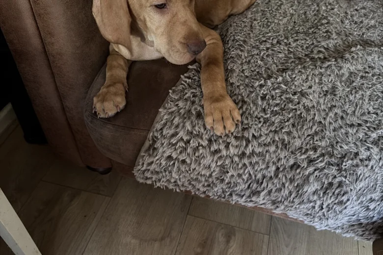 Hungarian Vizsla