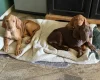 Hungarian Vizsla