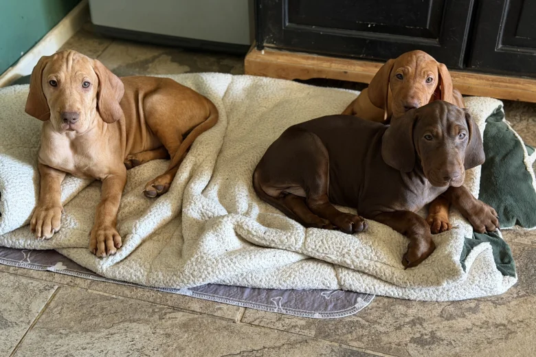 Hungarian Vizsla