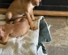 Hungarian Vizsla