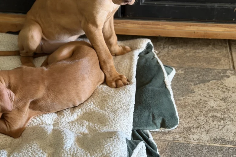 Hungarian Vizsla