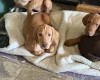 Hungarian Vizsla