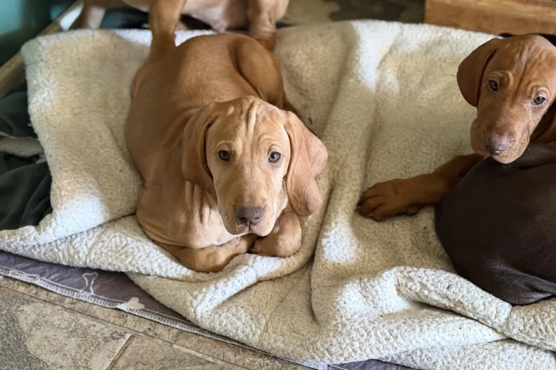 Hungarian Vizsla