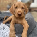 Hungarian Wire Haired Vizsla