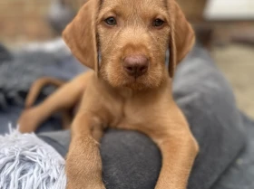 Hungarian Wire Haired Vizsla
