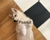 Siberian Husky