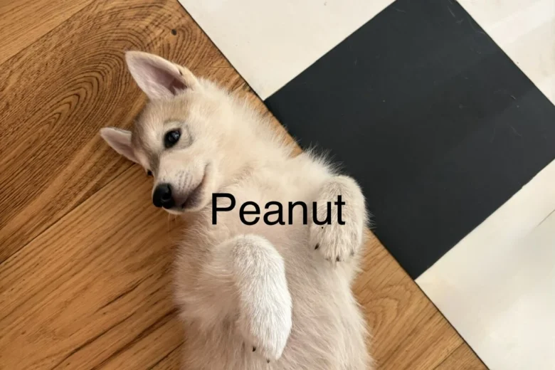 Siberian Husky