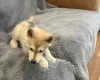 Siberian Husky