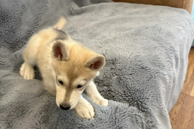 Siberian Husky
