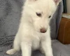 Siberian Husky