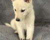 Siberian Husky