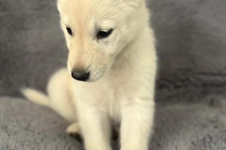 Siberian Husky