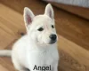 Siberian Husky