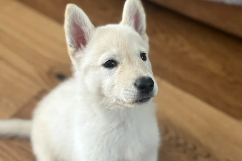 Siberian Husky