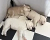 Siberian Husky