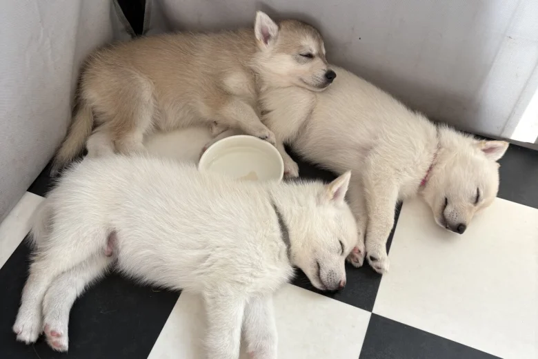 Siberian Husky