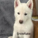 Siberian Husky