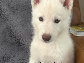 Siberian Husky