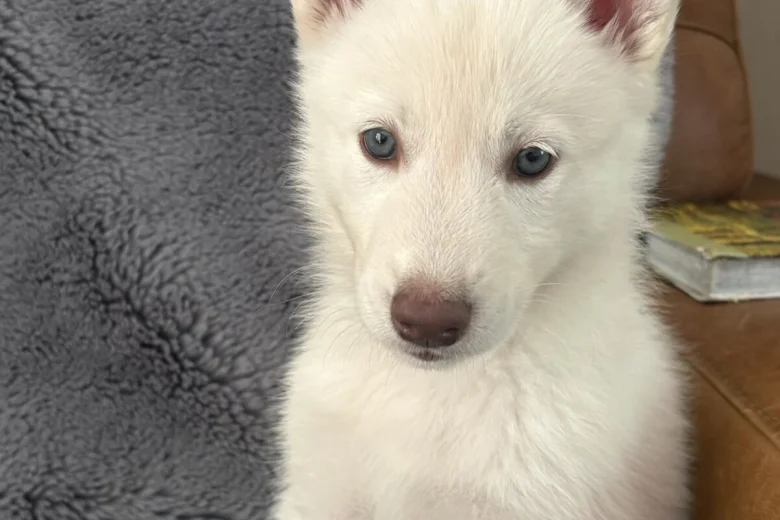 Siberian Husky