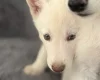 Siberian Husky