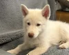 Siberian Husky