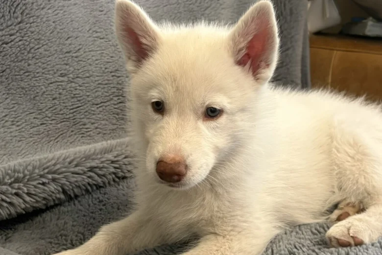 Siberian Husky