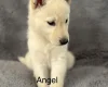 Siberian Husky