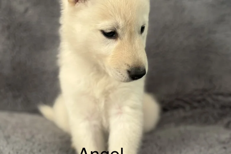 Siberian Husky
