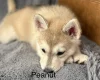 Siberian Husky