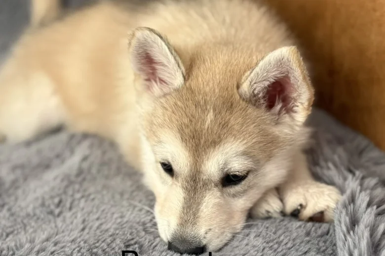 Siberian Husky