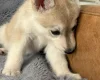 Siberian Husky