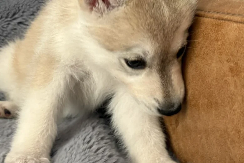 Siberian Husky