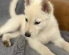 Siberian Husky