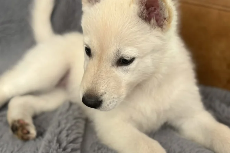 Siberian Husky