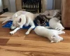 Siberian Husky