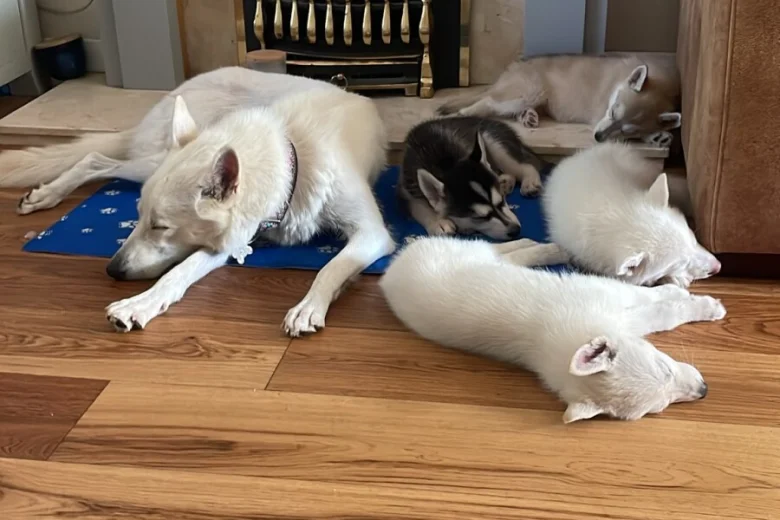 Siberian Husky