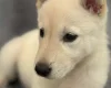 Siberian Husky