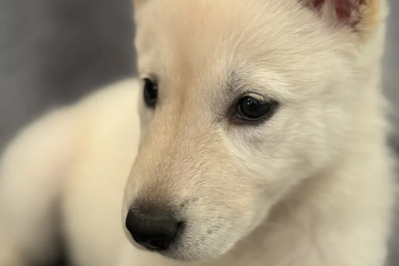 Siberian Husky
