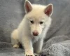 Siberian Husky