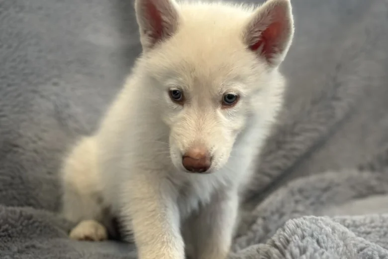 Siberian Husky