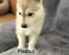 Siberian Husky