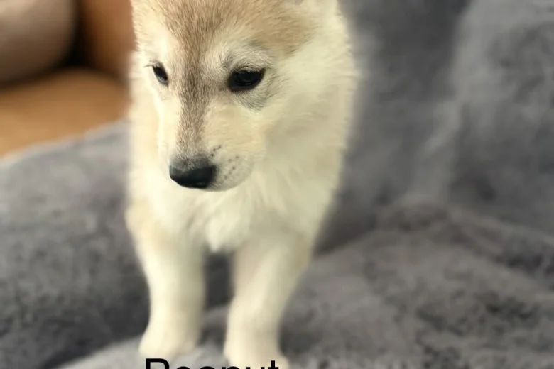 Siberian Husky
