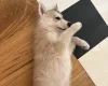 Siberian Husky