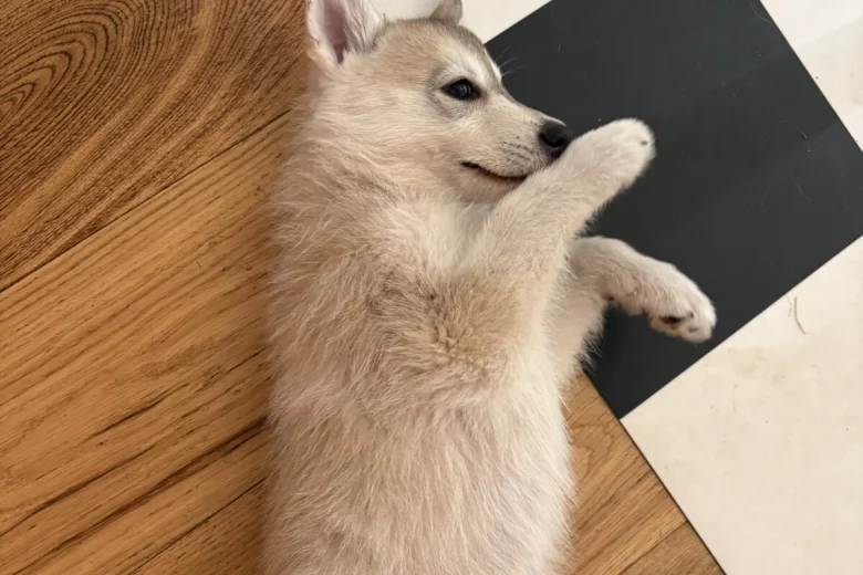 Siberian Husky